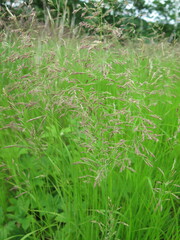 Calamagrostis angustifolia
