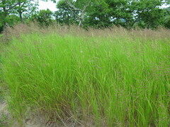 Calamagrostis angustifolia