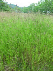 Calamagrostis angustifolia