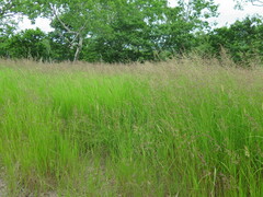 Calamagrostis angustifolia