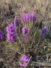 Liatris