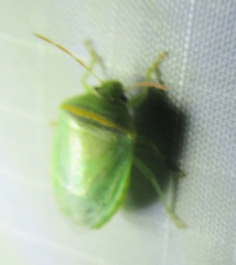 Piezodorus guildinii