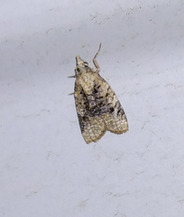 Platynota exasperatana