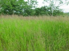Calamagrostis angustifolia