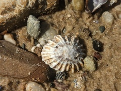 Siphonaria denticulata