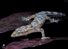 Hemidactylus angulatus
