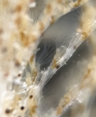 Bugulidae