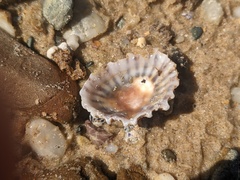 Siphonaria denticulata