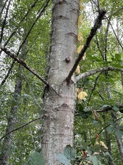 Quercus rubra