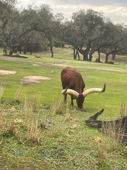 Bos indicus × taurus