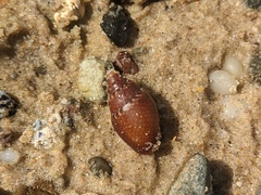 Pardalinops testudinaria