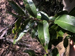 Celastrus subspicatus