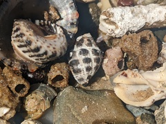 Tenguella marginalba