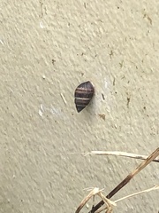 Bulimulus guadalupensis