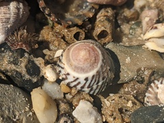 Bembicium nanum