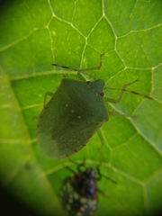 Nezara viridula