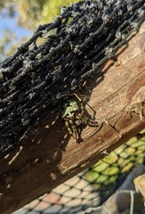 Araneus bicentenarius