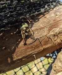 Araneus bicentenarius