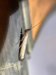 Elasmopalpus lignosella