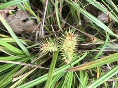 Carex lurida