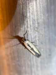 Elasmopalpus lignosella