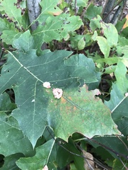 Callirhytis piperoides