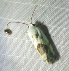 Ponometia candefacta