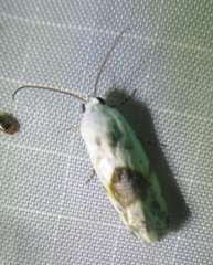 Ponometia candefacta