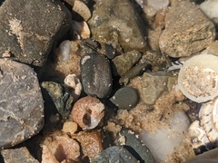 Eurytrochus strangei