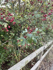 Crataegus monogyna