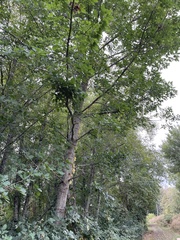 Quercus rubra