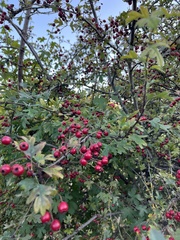 Crataegus monogyna