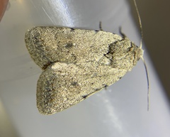 Caradrina montana
