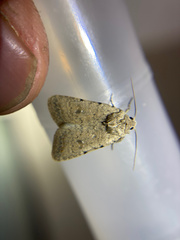 Caradrina montana