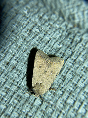 Caradrina montana