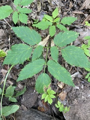 Actaea