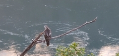 Buteo jamaicensis