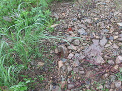 Calamagrostis purpurea