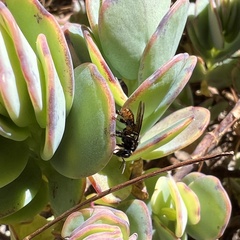 Trigona fulviventris