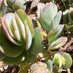 Trigona fulviventris