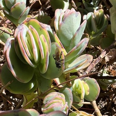 Trigona fulviventris