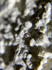 Holocnemus pluchei