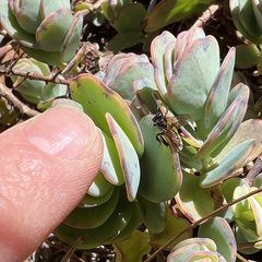 Trigona fulviventris