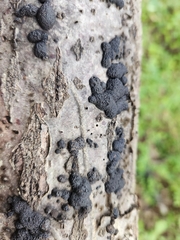 Jackrogersella multiformis