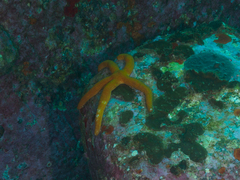 Ophidiaster confertus