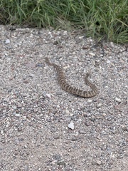 Crotalus tigris