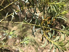 Acacia decora