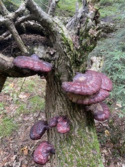 Ganoderma tsugae