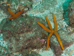 Ophidiaster confertus