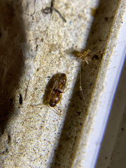Conoderus bellus